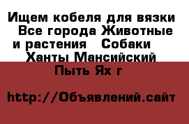 Ищем кобеля для вязки - Все города Животные и растения » Собаки   . Ханты-Мансийский,Пыть-Ях г.